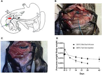 Methods of a New Chronic Pancreatitis and Spontaneous Pancreatic Cancer Mouse Model Using Retrograde Pancreatic Duct Injection of Dibutyltin Dichloride